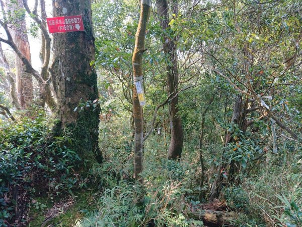 那結山（嘎色鬧部落線）893446