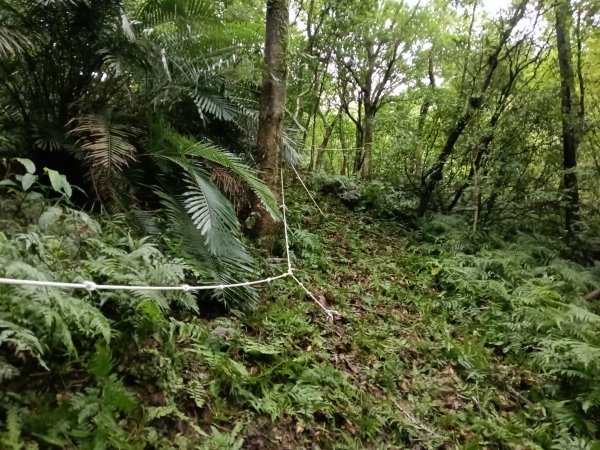 雙溪區平水+外柑腳山去回2784071