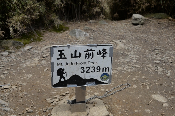 玉山前峰杜鵑盛開38597