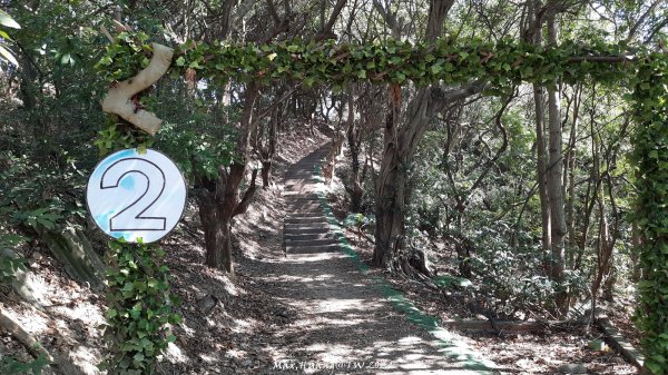 《彰化》富士櫻花｜花壇大嶺巷步道群及西來園（銀行山）登山步道202402132424690