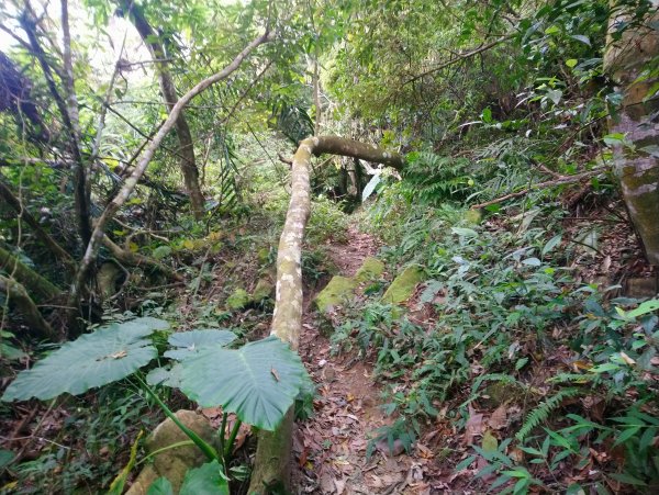 暗影山 小百岳 三等三角點4181690858