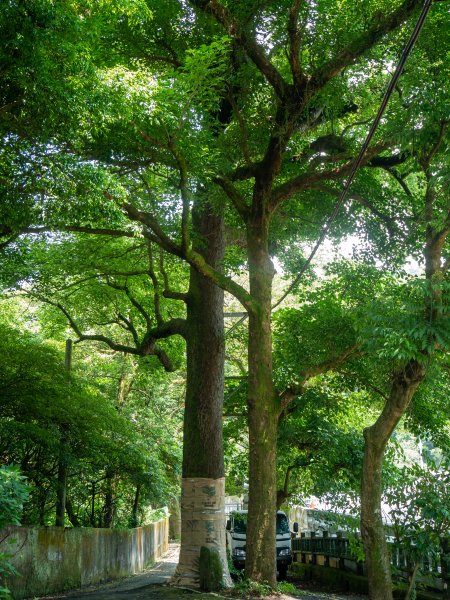 【行腳陽明山】初夏裡蒼翠欲滴的環七星山與百拉卡公路人車分道2188748