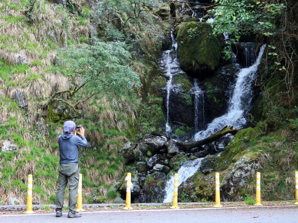 大雪山森林遊樂區 賞毛地黃 小神木森林浴步道2502407