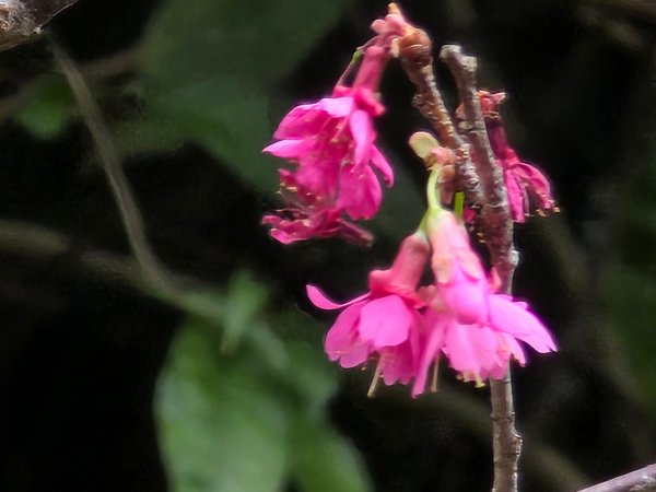 台中大坑9號／9之1／6號／7號O繞3連峰（西平山／平和山／大山母山）2709819