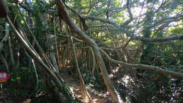 赤牛嶺登山步道1589081