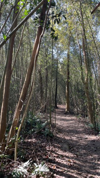 樟之細路-聖關段2686816