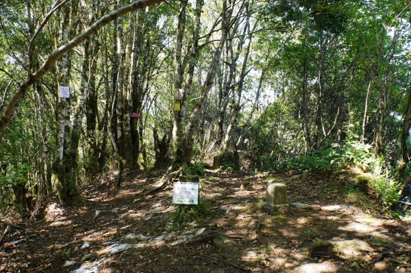新竹 尖石 屯野生台山、石麻達山、錦屏山2904282