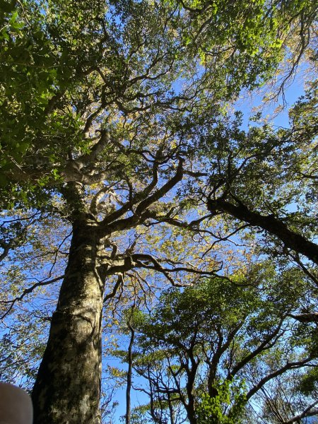 114.11.16 北得拉曼追黃金山毛櫸2937880