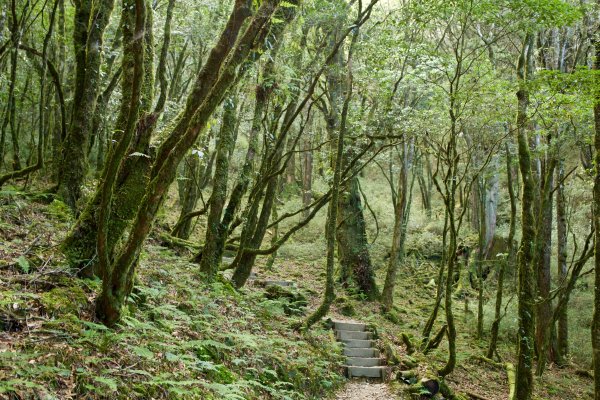 谷關七雄：八仙山468297