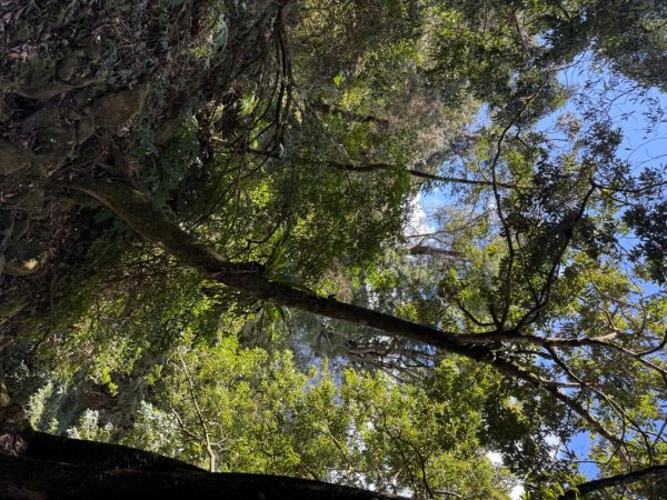 1150301溪頭天文台步道3008332