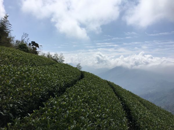 雲嘉八連峰389184