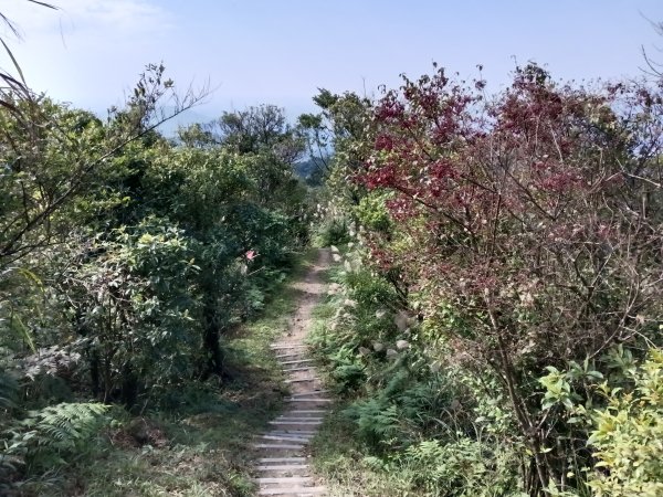 汐止區茄苳越嶺古道+上鹿窟崙山+九層坪山+四分尾山+大尖山8字走2981632