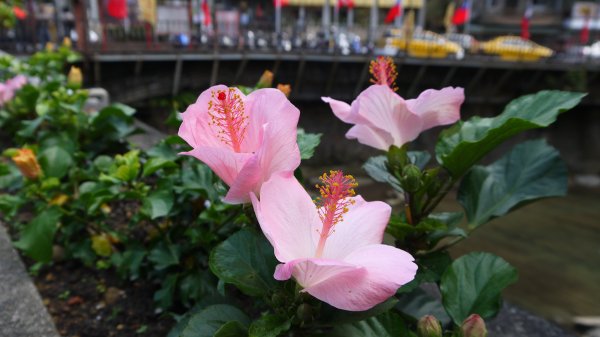 外按古道登山健行趣(淡蘭南路TK3-3)2269041