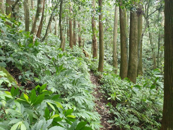 組合山滿月圓山回程順訪滿月圓森林遊樂區1570969