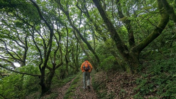 112.05.14走遍陽明山尋寶任務之菜公坑山-二子坪2151299