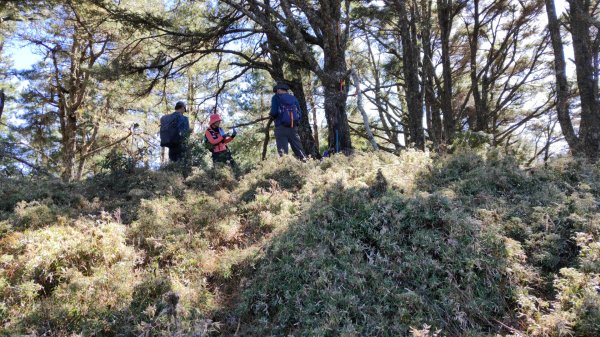 東埔上郡大山下對關山龍貓公車 2024年12月1日2659492