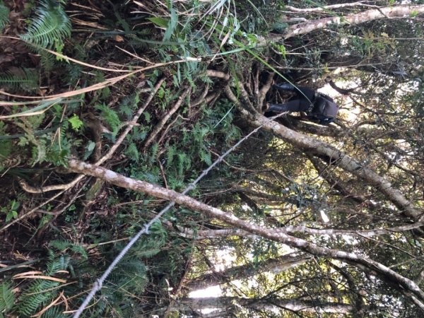 貴妃山、那結山O走1478388