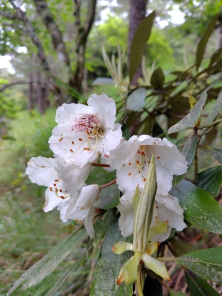 稍來小雪山國家步道、船型山、鞍馬山、鞍馬山東北峰、天池、雪山神木2799773