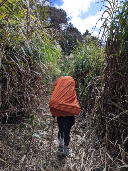 【高雄桃源】小關山林道上小關山1275056