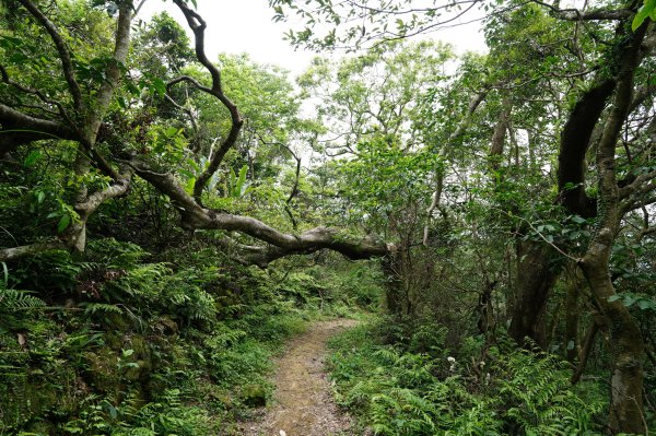 臺北 文山 指南山、猴山岳、魚衡山、大前坑山、猴山坑山、祥光寺後山、金頭山2774987
