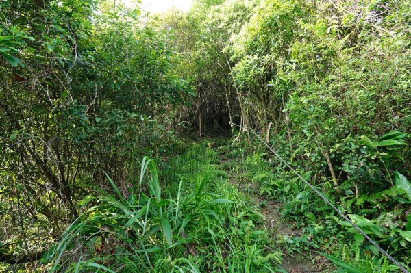 新北 瑞芳 粗坑口尖、碇內尖山、粗坑頭山、龍門山、滴水山2838283