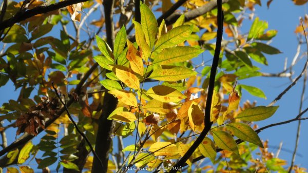 《台中》落雨松季｜石岡挑物古道O繞下情人木橋202501122687629