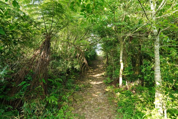 新北 新店 石碇後山、赤腳蘭山、暗寶劍山、鳥嘴尖2793476