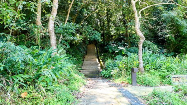 《踏莎行・貓空魯冰花》2710645
