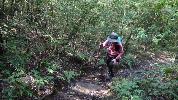 小觀音山登山健行趣(郊山)1680144