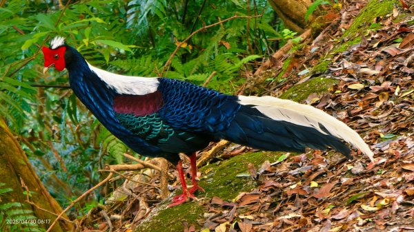 翡翠水庫壩頂 #火燒雲雲海 #日出雲海 #鱷魚島 #藍腹鷴 4/292773470