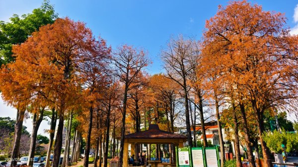 #花卉試驗中心 #永公路500巷 #平菁街42巷 #原住民公園 #士林官邸 1/42980336