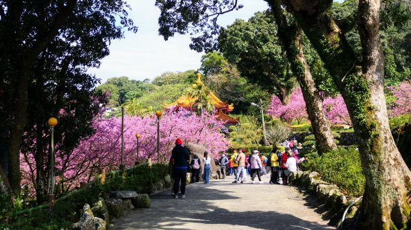 《蝶戀花·天元宮櫻吹雪》2707100