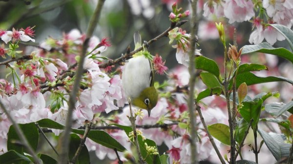 #綠繡眼 訪花 #吉野櫻 #天元宮 #楓樹湖 03162736682