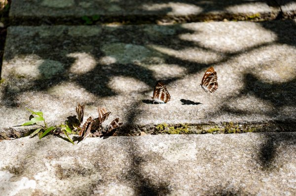 五分山｜小百岳2915429