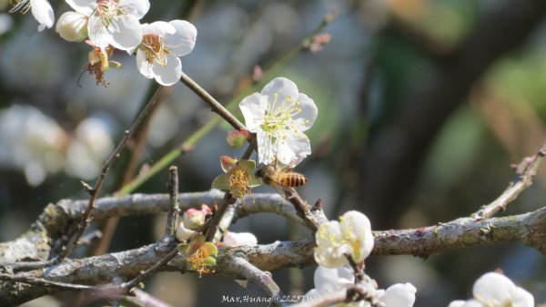 《台中》落雨松季｜石岡挑物古道O繞下情人木橋202501122687622