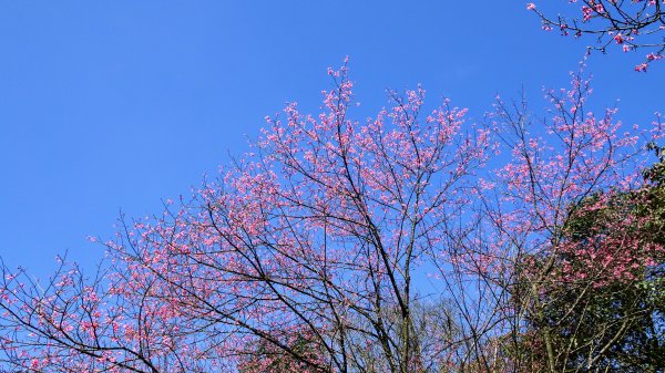 春天的顏色1279662