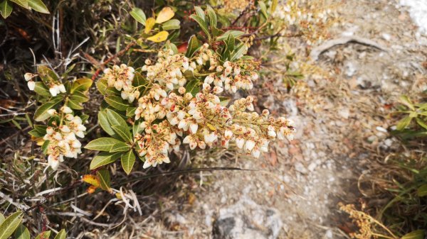 巴庫拉斯，七彩湖1339103