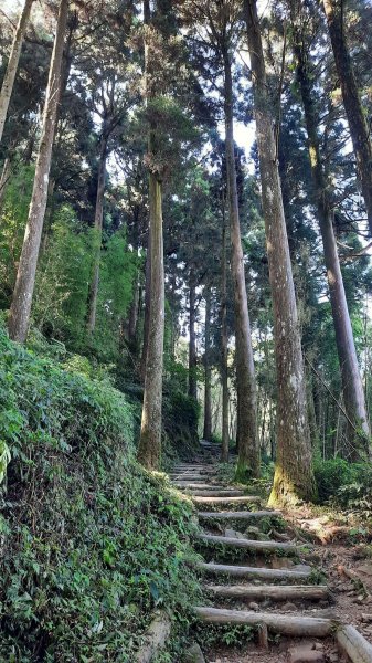 《嘉義》涼爽有冷喔｜奮起湖大凍山步道(多林登山口)202207301784026