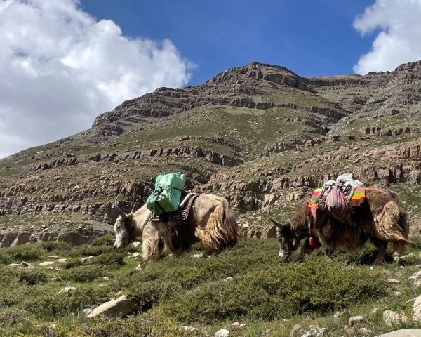 西藏♥️可愛動物🐎人物寫真/拉薩旅拍/美食2902902