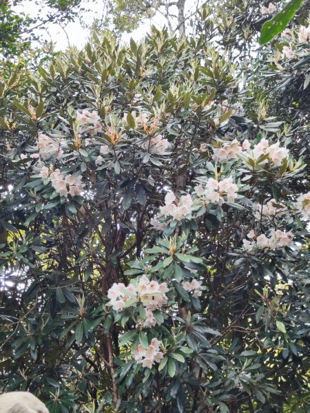 加里山（大坪登山口-杜鵑嶺-避難小屋）2767765