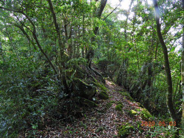 桃園 復興 枕頭山948028