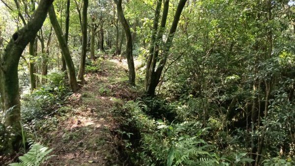 平溪區上天福安宮-粗坑頭崙-五分山西峰-五分山步道去回3088410