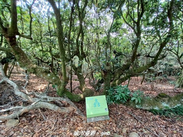 【彰化員林】員林百果山上最具人氣的休閒步道。 台灣百大必訪步道。 藤山步道1689477