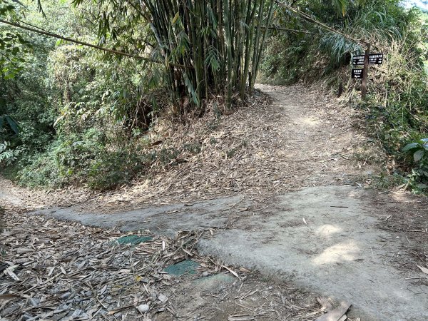 龍過脈森林步道2969791