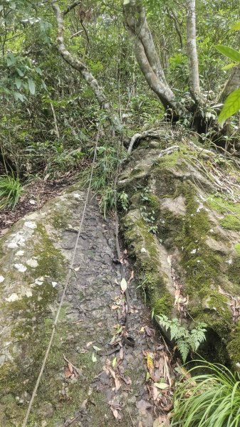 20250730烏來三山下紅河谷2848737