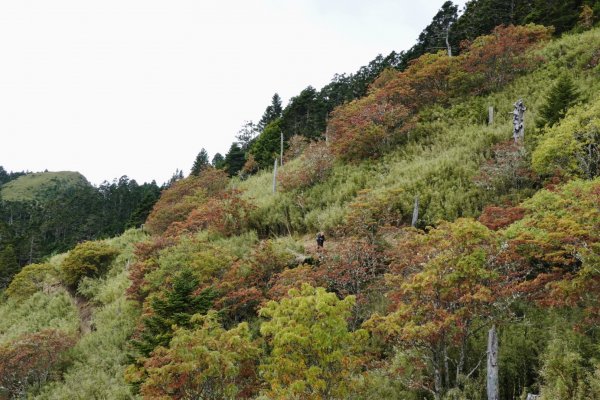 雪山主東峰｜巒大花楸之旅  2023/10/17-192372369