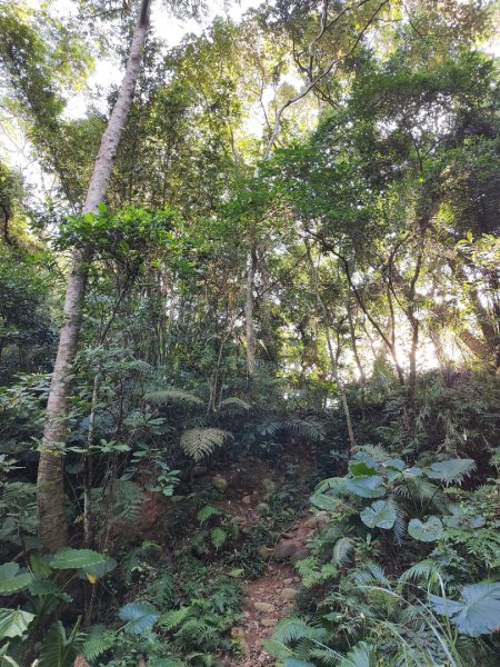 2023.11.01 蓮華山古道群2489003