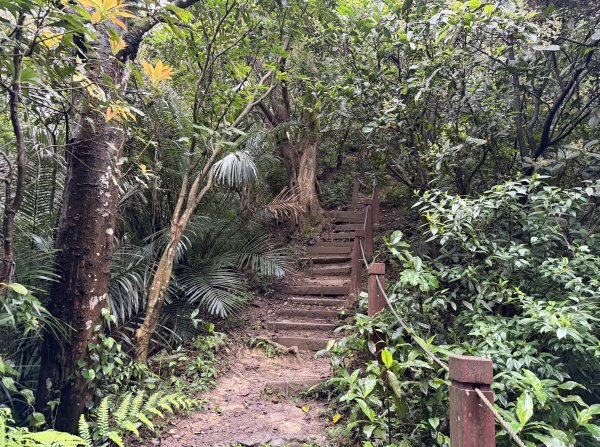 [微笑山線_第三段] 2026_0328 鳶山山系_福德坑山3025577