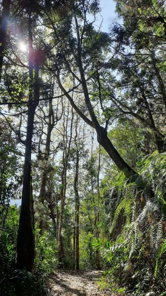 《南投》竹林台灣杉｜溪頭山竹崙山志騰山O繞202302182035917