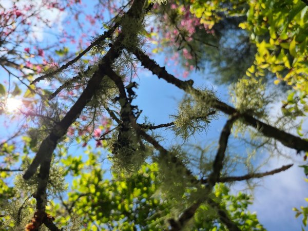 每年進香總要與山親近之東埔山1309600